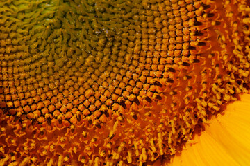 blooming yellow sunflowers in the summer season