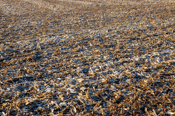 Fototapeta na wymiar agricultural field on which winter rapeseed has frozen