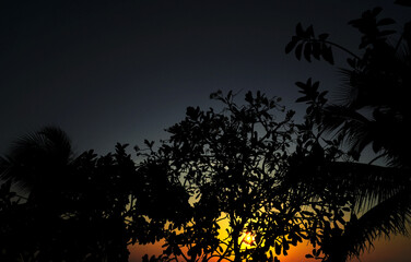 Sunset sky with tree silhouette