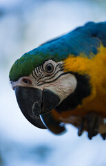 Blue-and-yellow macaw (Ara ararauna), also known as the blue-and-gold macaw.
