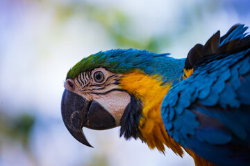 Blue-and-yellow macaw (Ara ararauna), also known as the blue-and-gold macaw.