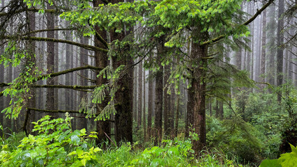 Forest with fog in the Oregon coastal rain forest