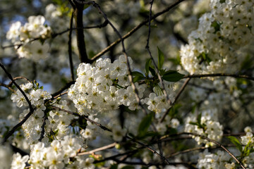Fototapeta premium blooming white cherry blossoms in the spring season