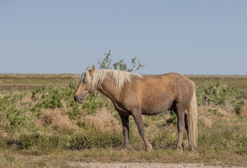 Naklejka na ściany i meble Beautiful Wild Horse in Spring in the Utah Desert