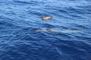 Obraz premium dauphins