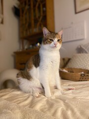 2 years old Ms. Macaron portrait, baby girl with pink nose and ears, white front fur and orange /...