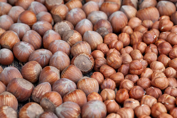 a pile of harvested hazelnuts on the table