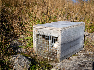 A trap baited with an egg, in a wildlife reserve on Banks Peninsula, to reduce predators like rats and stoats 