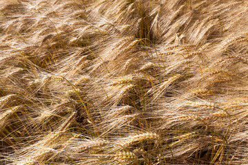 agricultural field with mature golden yellow cereals