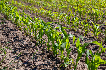 Naklejka premium agricultural field with corn in soil and mud