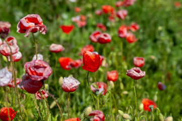 Obraz premium red poppies growing in an agricultural field with cereals
