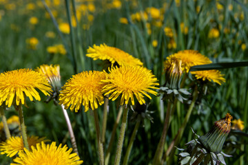 spring flowers dandelions on the field during blooming