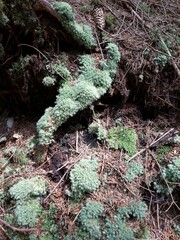 moss Zozklyn lion in the forest in the Carpathian mountains