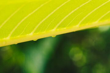 Beautiful transparent rain dew water drops on fresh leaf. Abstract macro real photo cute wallpaper. Nature diagonal lines. Extremely close vein texture cell structure. Bright green yellow background