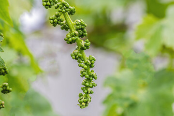 a large cluster growing on the vine in the phase of bud swelling before flowering in the spring sun