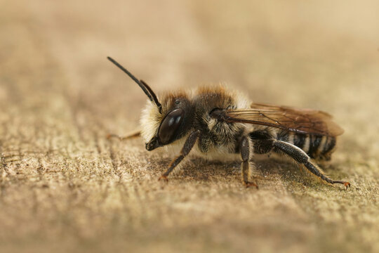 Closeup on a fresh emerged male Banded mud Bee, Megachile ericetorum