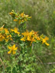 yellow flowers on grass