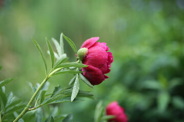 Fresh purple peony with raindrops on the petals.