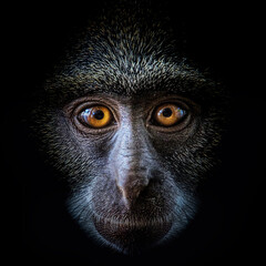 Wild Sykes monkey in Mombasa, Kenya