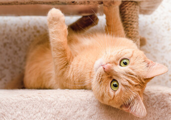 ginger domestic cat lying on back