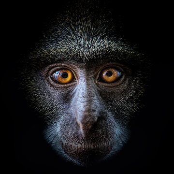 Wild Sykes monkey in Mombasa, Kenya