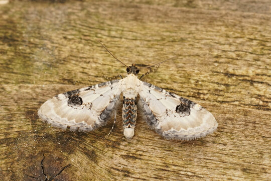Closeup on the small white lime-speck pug moth, Eupithecia centaureata with open wings