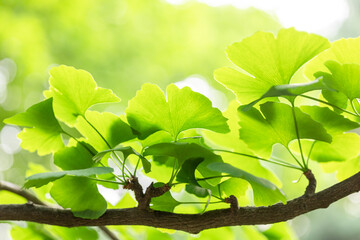 Brightly green leaves of Ginkgo biloba against a background of blurry foliage on a sunny day. Soft...