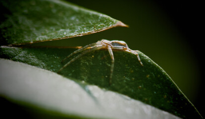 Naklejka premium macro of a spider