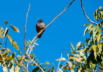 Australian Common Myna (Acridotheres tristis)