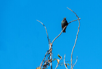 Australian Common Starling (Sturnus vulgaris)