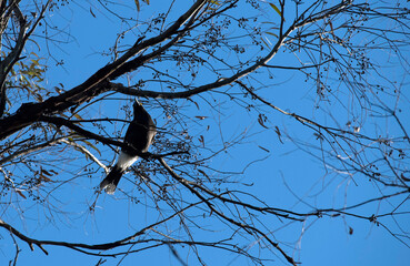 Australian Magpie (Gymnorhina tibicen)