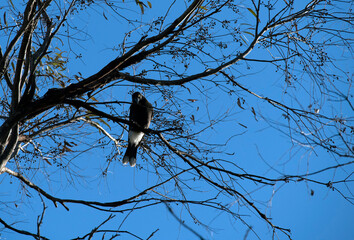 Australian Magpie (Gymnorhina tibicen)