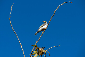 Australian Noisy Minor ( Manorina melanocephala)