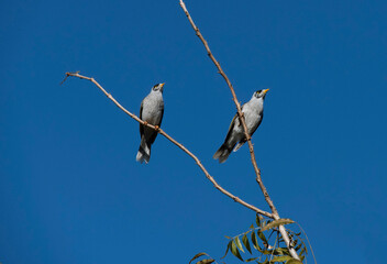 Australian Noisy Minor ( Manorina melanocephala)