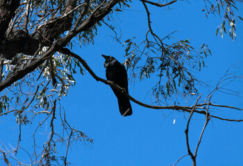 Australian raven (Corvus coronoides)