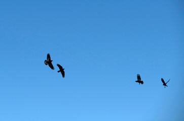 Obraz premium Australian raven (Corvus coronoides)