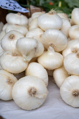 New harvest of white sweet italian cipolla onions vegetables on food market