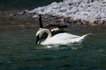 swan swimming in refugee