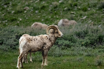 mountain sheep in the mountains