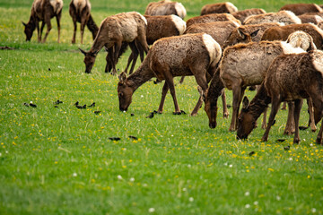elk herd grazing 