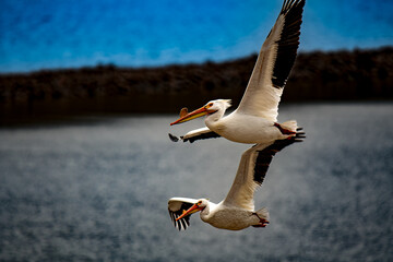 pelicans in flight 