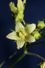 Yellow star flower blossoming close up botanical background Bryonia alba family cucurbitaceae big...