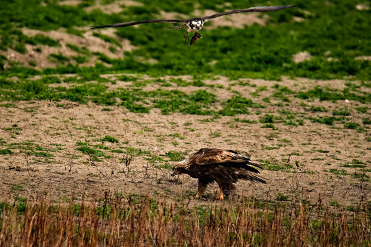 birds of prey