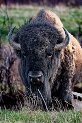 american bison in the field