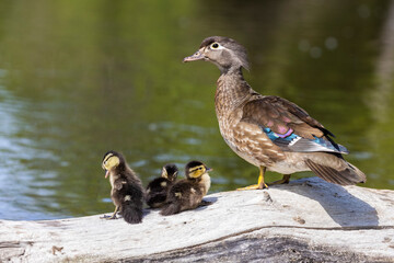 Fototapeta premium Wood duck babies in early summer