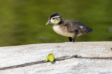 Wood duck babies in early summer