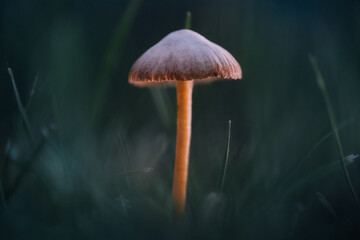 mushroom in the grass