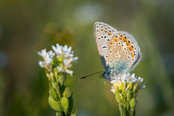 butterfly on a flower