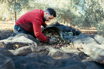 Fototapeta na wymiar worker drags olives by gloved hands into a basket