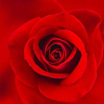 Square image of a red rose close-up, full frame
